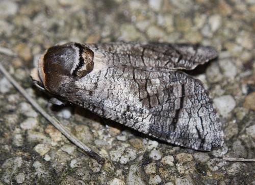 Réf. 210 303 : Cossus cossus